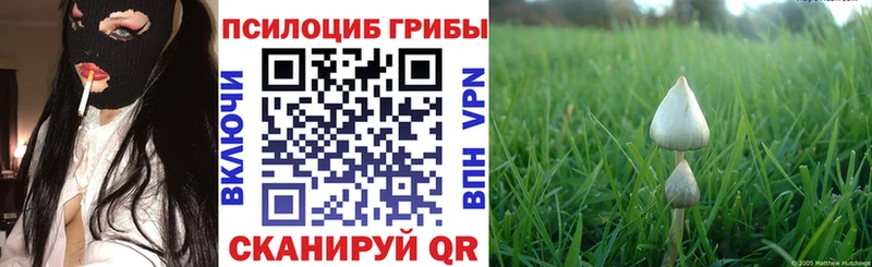 сколько стоит  Нягань  Псилоцибиновые грибы Psilocybine cubensis 